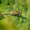 Klinatka obecna - Gomphus vulgatissimus  4352